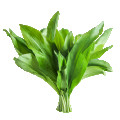 Wild garlic leaf